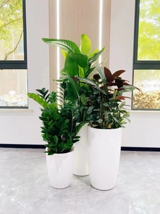 奉化植物租摆公司，打造别样绿色办公环境新选择